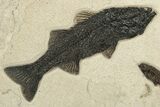 Stunning Green River Fossil Fish Mural Large Mioplosus #224591-3
